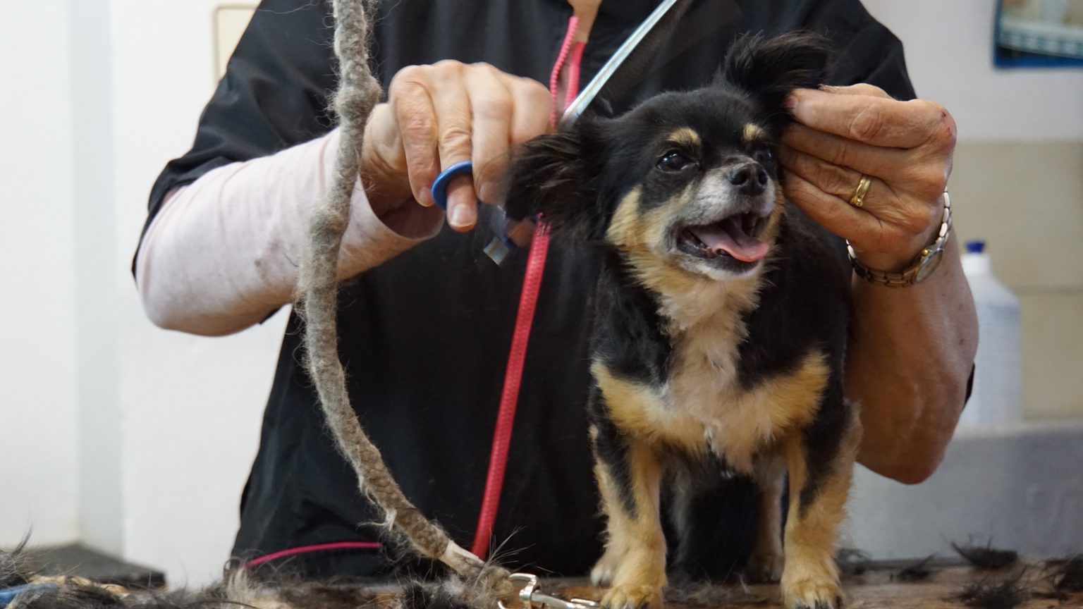 【子犬】ワクチン注射2回目!!軟便の原因は「らせん菌」か!! トイプードルの愛犬とのラブラブ生活‼ byとっくん